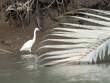 Egret_OM01410
