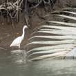 Egret_OM01410