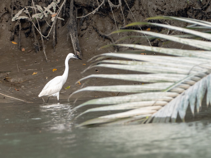 Egret_OM01410