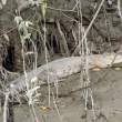 EstuarineCrocodile_OM01387