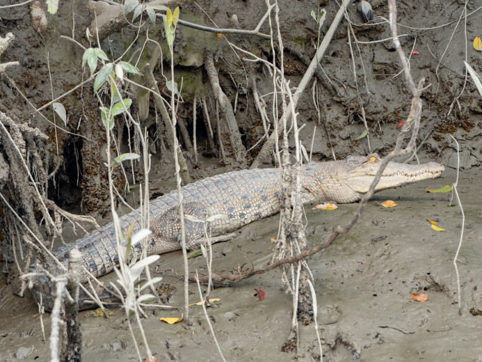 EstuarineCrocodile_OM01387