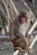 Macaque_OM01255