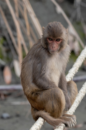 Macaque_OM01255