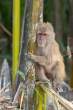 Macaque_OM01259