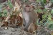 Macaque_OM01261