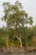 Tree_OM01247