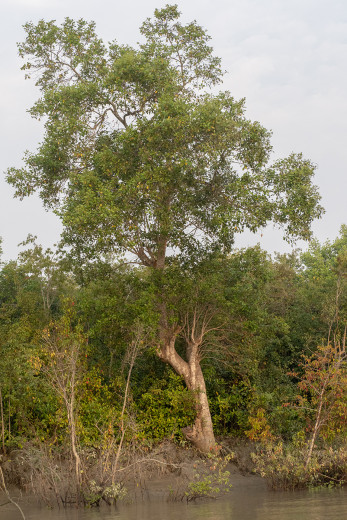 Tree_OM01247