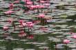 WaterLilies1_OM01263