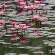WaterLilies1_OM01263