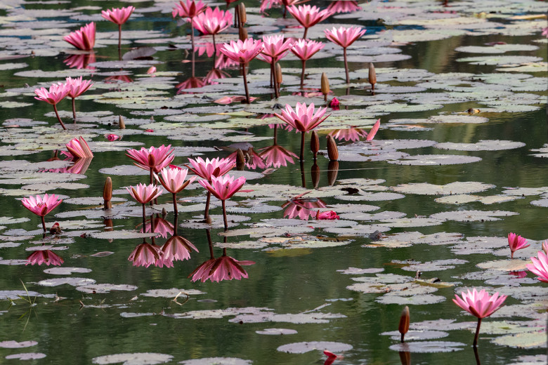 WaterLilies1_OM01263