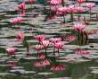 WaterLilies2_OM01263
