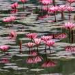 WaterLilies2_OM01263
