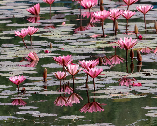 WaterLilies2_OM01263