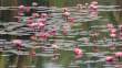 WaterLilies3_OM01266