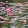 WaterLilies3_OM01266