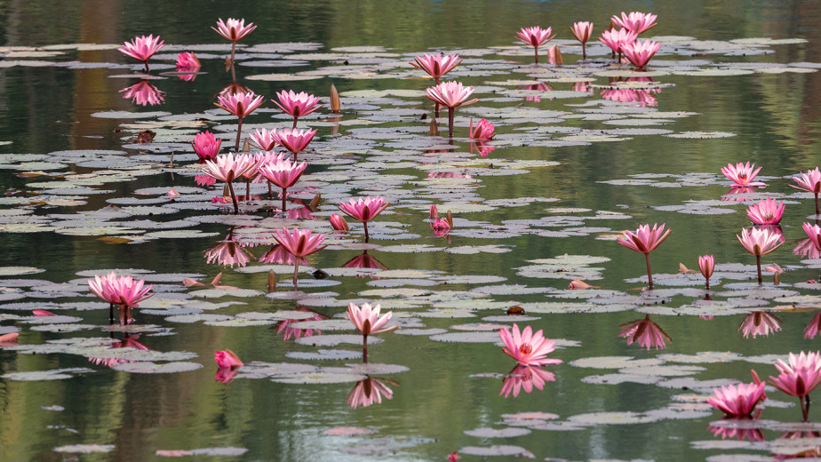 WaterLilies3_OM01266