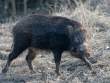 Boar_OM01684