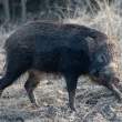 Boar_OM01684