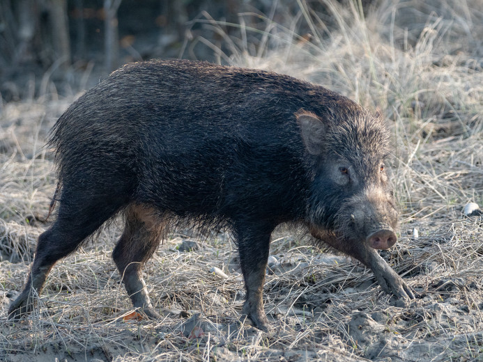 Boar_OM01684