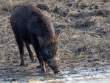 Boar_OM01686
