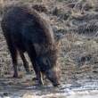 Boar_OM01686