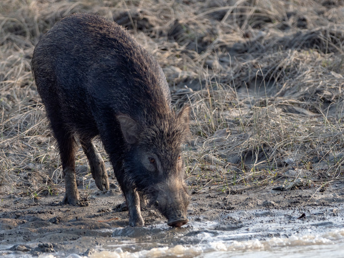 Boar_OM01686