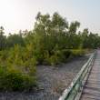Boardwalk_OM53613