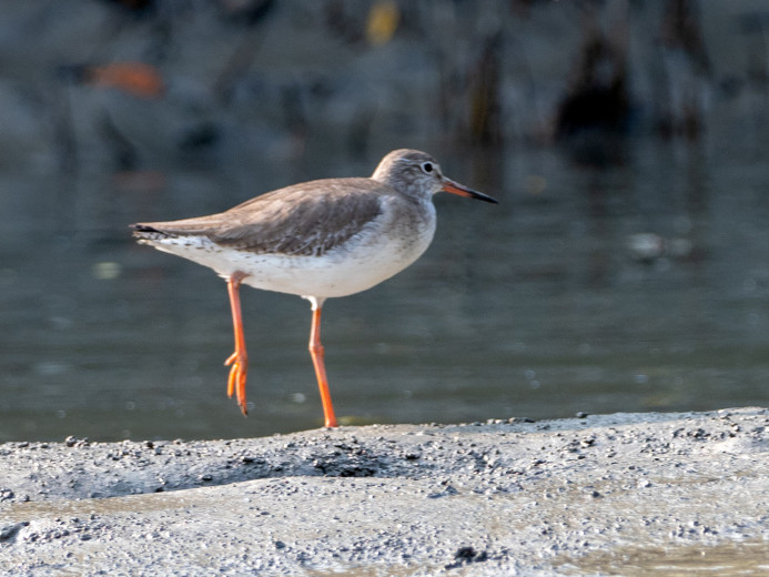 CommonRedshank_OM01619