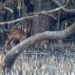 Deer_OM01655