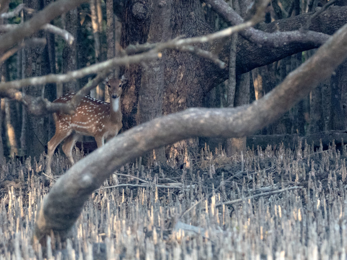 Deer_OM01655