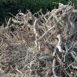 Driftwood_OM01629