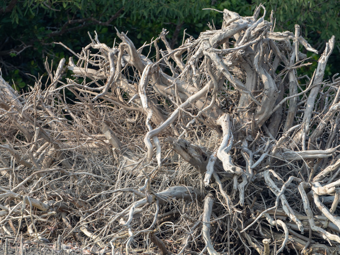 Driftwood_OM01629