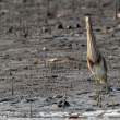 IndianPondHeron2_OM01663