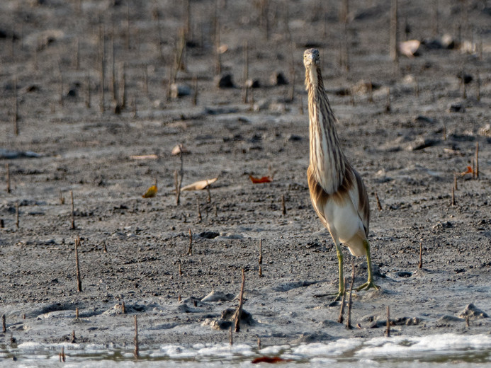IndianPondHeron2_OM01663