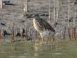 IndianPondHeron_OM01644