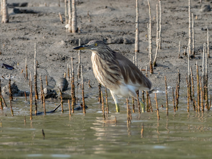 IndianPondHeron_OM01644