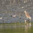 IndianPondHeron_OM01658