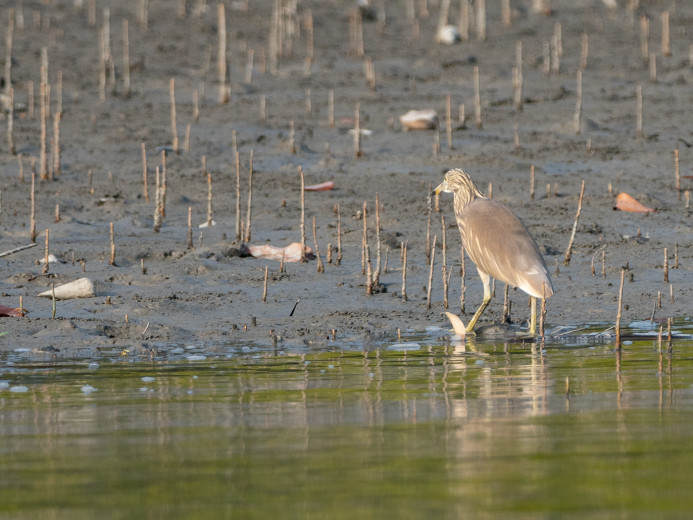 IndianPondHeron_OM01658