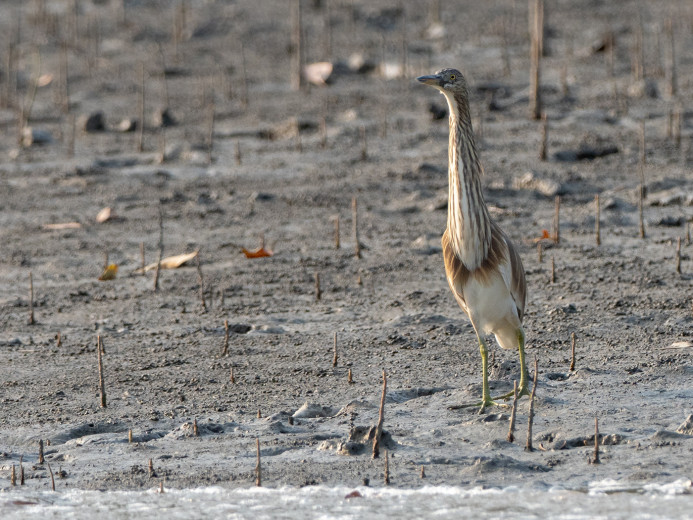 IndianPondHeron_OM01662