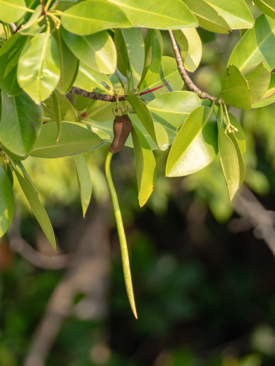 MangrovePropagule_OM01652