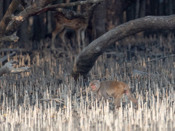 MonkeyDeer_OM01654