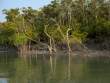 RiverbankTrees_OM53536