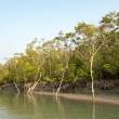 Riverbank_OM53523