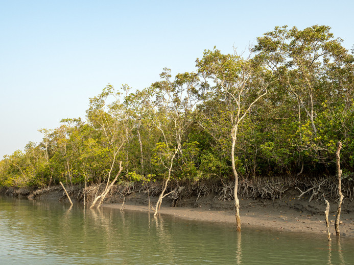 Riverbank_OM53523