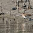 Sandpiper_OM01638