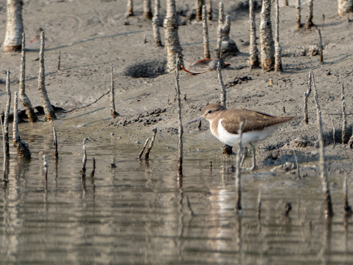 Sandpiper_OM01638