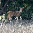 SpottedDeer_OM01633