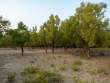 Trees_OM53623