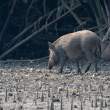WildBoar_OM01627