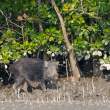 WildBoar_OM01648